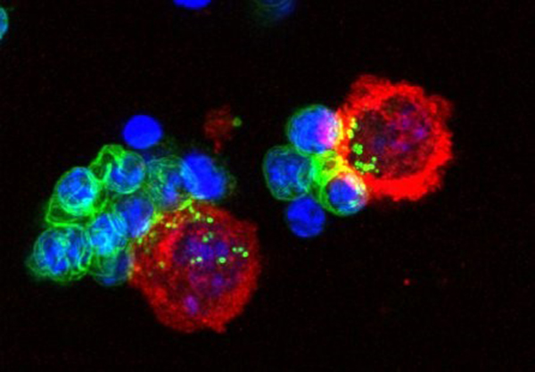 erythroide Differenzierung