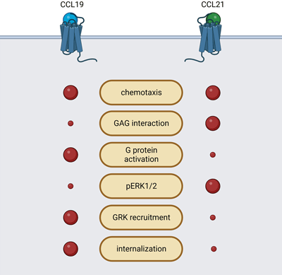 Biased signaling