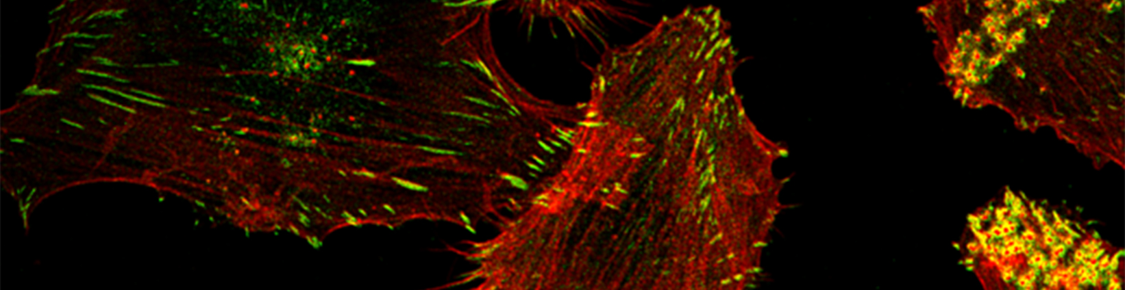confocal image cells