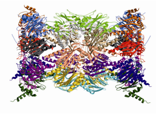 immunoproteasom_model